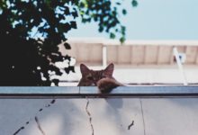 Säkra hemmet med kattnät till balkong