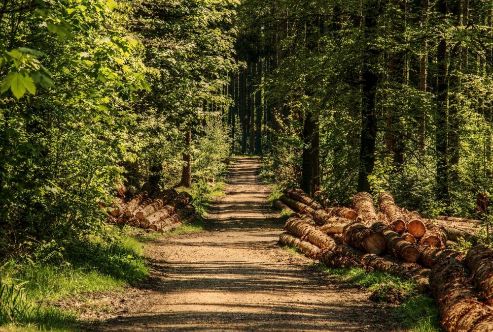 Trädfällning i härjedalen  säkerhet, planering och rätt hjälpare